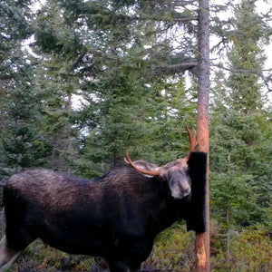 Moose brush